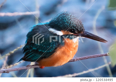 水辺のカワセミ 水辺のカワセミ 120538495