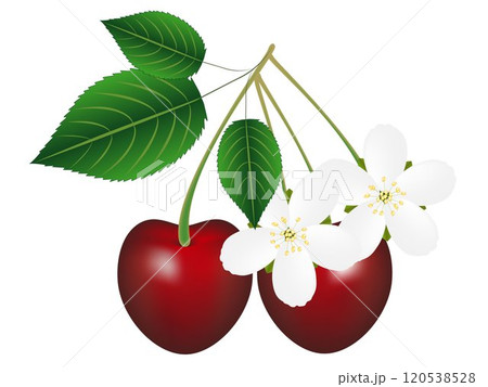 Cherries with leaves and flowers, isolated on white background. 120538528