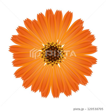 A flower of calendula on a white background. 120538705