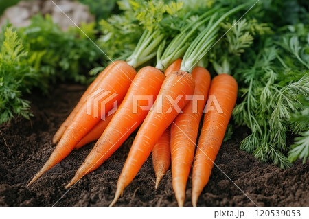 A bunch of fresh carrots with bright green tops lying on dark soil, vibrant and earthy 120539053
