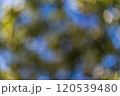 abstract blurred bokeh of tree 120539480