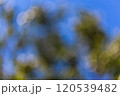 blurred nature background with blue sky 120539482