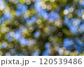 blurred green bokeh background from a tree 120539486