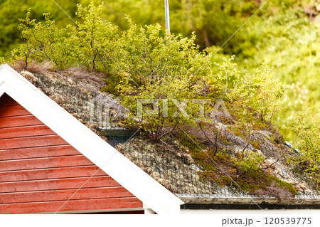 Norwegian house with grass roof Norwegian house with grass roof 120539775