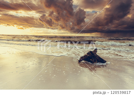 Dramatic sunset and tree root on beach 120539817