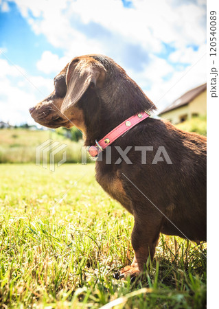 Little dog playing outside Little dog playing outside 120540089