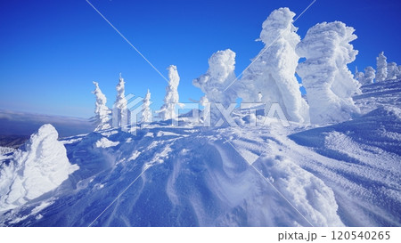 蔵王 樹氷 (スノーモンスター)  120540265