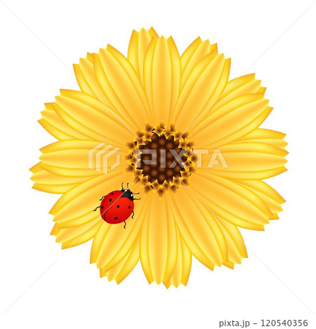 A calendula flower with ladybug on a white background. 120540356