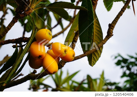 枇杷の実 120540406