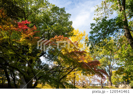 日本の岡山県岡山市の後楽園の美しい秋の風景 120541461