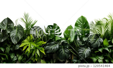 Tropical Green Wall 120541464