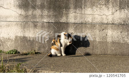 城ヶ島ののらねこ 120541705