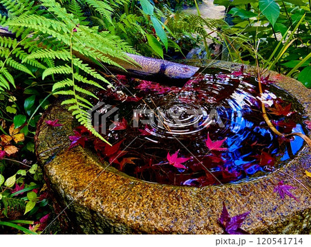 水面に浮かぶ紅葉した落ち葉 120541714