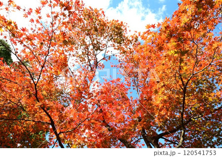 箱根美術館の紅葉 120541753