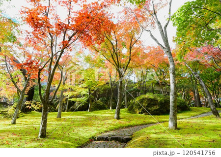 箱根美術館の紅葉 120541756