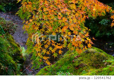 箱根美術館の紅葉 120541762