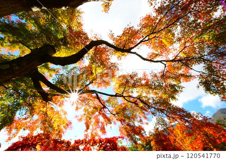 箱根美術館の紅葉 120541770