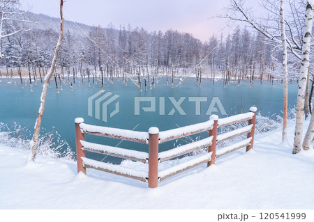 【美瑛の銀世界】　足跡のない半氷結した青い池 120541999