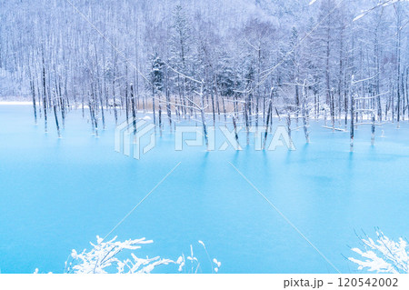 【美瑛の銀世界】　半氷結した青い池 120542002