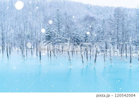 【美瑛の銀世界】　半氷結した青い池 120542004