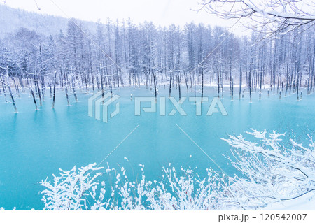 【美瑛の銀世界】　半氷結した青い池 120542007