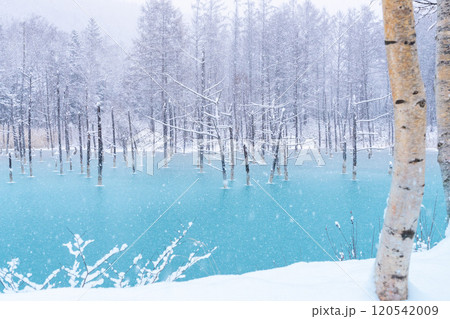 【美瑛の銀世界】　半氷結した青い池 120542009