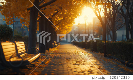 【イチョウ】紅葉したイチョウ並木道 【イチョウ】紅葉したイチョウ並木道 120542339