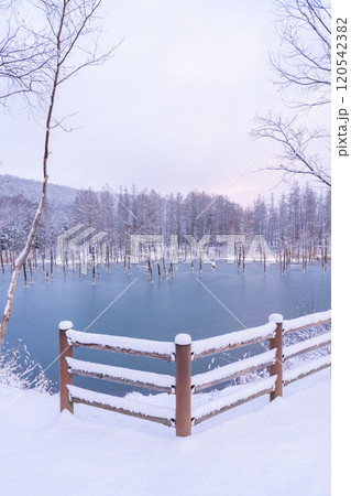 美瑛の冬 足跡の無い静かな青い池 美瑛の冬 足跡の無い静かな青い池 120542382