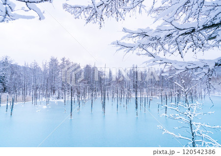 美瑛の冬　氷結した青い池 120542386