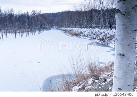 白金温泉　銀世界の青い池 120542406