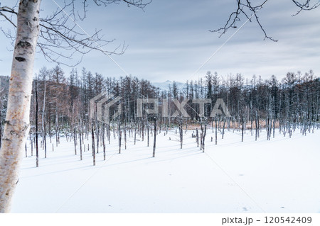 白金温泉　銀世界の青い池 120542409