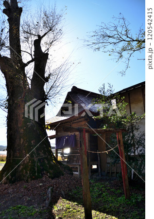 埼玉県秩父市太田の太田熊野神社 雨乞いの欅 埼玉県秩父市太田の太田熊野神社 雨乞いの欅 120542415