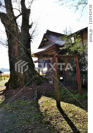 埼玉県秩父市太田の太田熊野神社 雨乞いの欅 埼玉県秩父市太田の太田熊野神社 雨乞いの欅 120542416