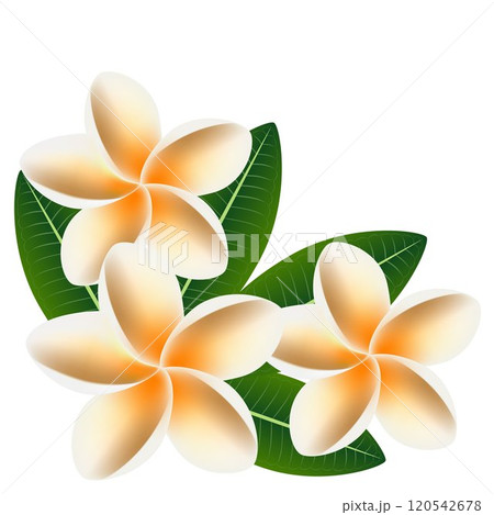 Flowers frangipani (Plumeria) with leaves  isolated on white.. 120542678