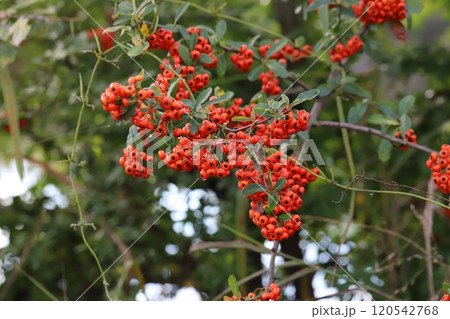 秋の公園に実るピラカンサの赤い実 120542768