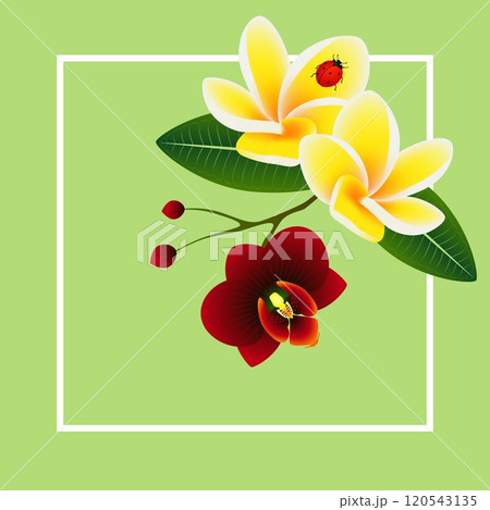 Summer banner, frangipani (Plumeria) with orchid flower and a ladybug. Summer banner, frangipani (Plumeria) with orchid flower and a ladybug. 120543135