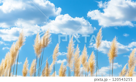 青空にそよぐパンパスグラス 120543255