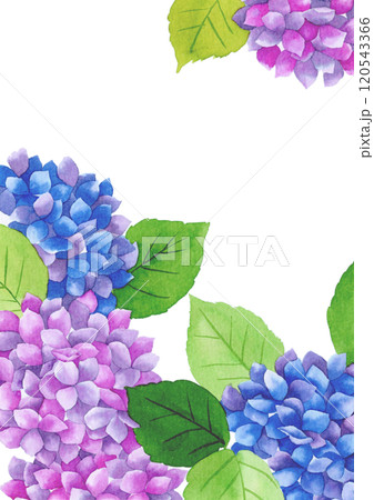 水彩画の紫陽花の花 120543366