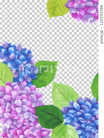 水彩画の紫陽花の花 120543366