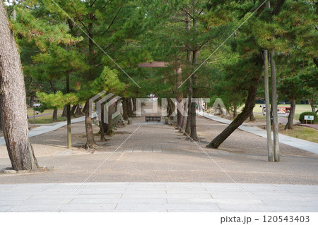 〈島根県〉出雲大社の参道 〈島根県〉出雲大社の参道 120543403