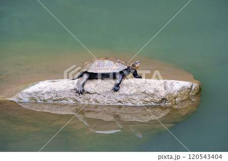 日向ぼっこするニホンイシガメ 120543404