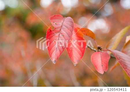 紅葉した桜の葉 120543411