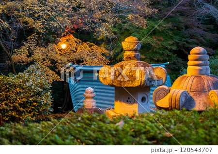 紅葉のライトアップされた瑞鳳殿 120543707