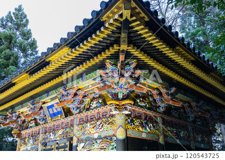 紅葉のライトアップされた瑞鳳殿 120543725