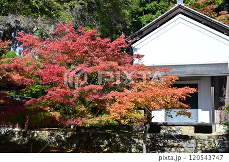 京都高雄 神護寺 京都高雄 神護寺 120543747