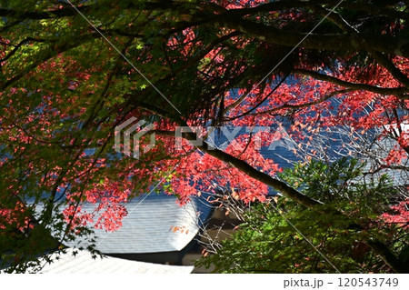 京都高雄　神護寺 120543749