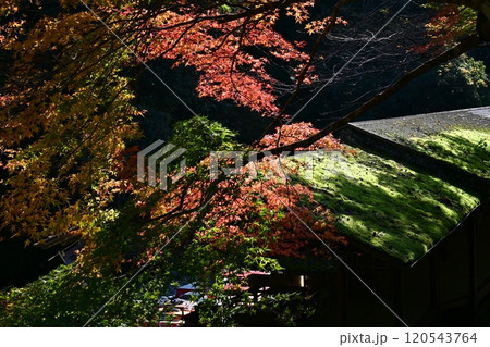 京都高雄 神護寺 京都高雄 神護寺 120543764