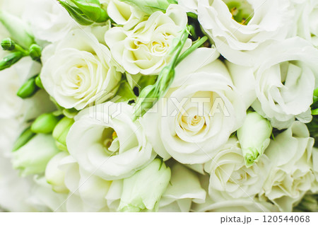 White roses White roses 120544068