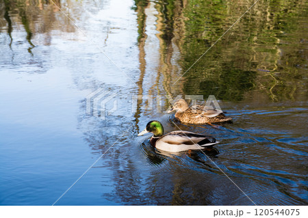 水面をゆったりと進マガモたち イギリスのロンドン郊外のコルネ・バレーの運河にて 水面をゆったりと進マガモたち イギリスのロンドン郊外のコルネ・バレーの運河にて 120544075