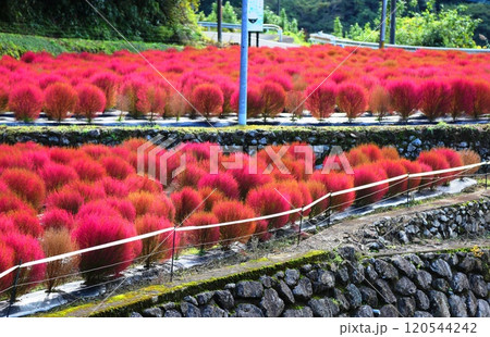 コキアの紅葉 120544242